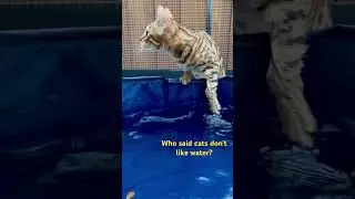 Who said cats don't like water?😜 - Bengal cat