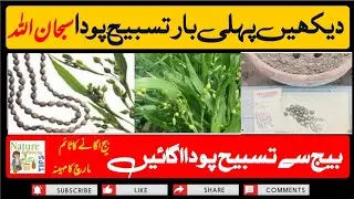 How To Grow Tasbih Plant From Seeds|Natural Tasbeeh plant | Tasbeeh amazing tree| Vaijayanti Plant