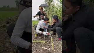 VIP Corn Cutting Service 🌽😂 | Umbrella, Sweat Crew & Electric Cutter #CornCutting #FarmLifeComedy