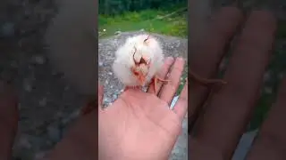 Cute baby chick 🐥 #shorts #chicks