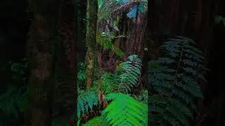Rainforest Gallery #Victoria #Australia #outback #bushwalk #nature #asmr #travel #outdoors
