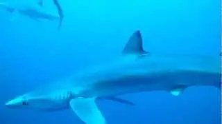 Diving with blue sharks and mako sharks Cape Town - Tauchen mit Blauhai Makohai