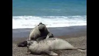 Elefantes Marinos - Playa Uni&oacute;n - Chubut - Patagonia Argentina