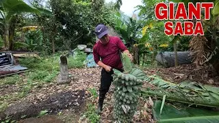 GINAMITAN PA NG TALI PARA LANG MAPITAS ANG SABA SA SOBRANG LAKI | Biyaherong Batangueno