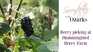 Blackberry picking in the Ozarks of Missouri