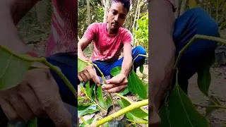 How to Graft Son Champa (স্বর্ণচাঁপা) &ndash; Step-by-Step Demo #shorts