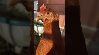 Our Chicken&rsquo;s 🐓