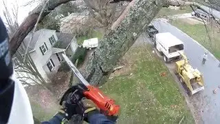 Leaf Scorch Oak removal
