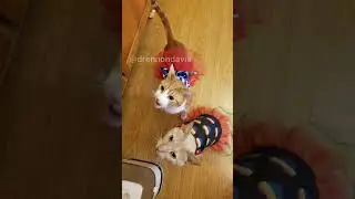 Drag Cats Solidarity