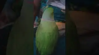 Lover💕Parrot Talking Video #330 #talkingparrot #parrots
