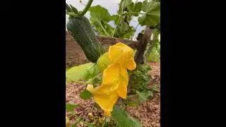 #winter#squash