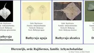 Dierenrijk, orde Rajiformes, familie Arhynchobatidae animal lima agassizii acuta Bathyraja aguja