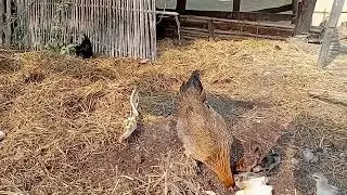 A mother hen feeding her little chicks  asmr 