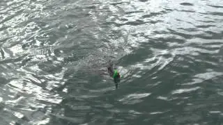 Fishing__ I got a big Guapote fish!!