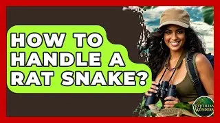 How To Handle A Rat Snake? - Reptilian Wonders