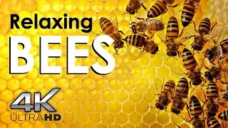 🐝4K Bees - Australia Native Honey Bees, Pollen, Honey, Birds, Relax - Unwind, Meditation, Chill