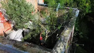 Expert removes dangerous tree growing INSIDE this abandoned chateau ruin