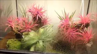 Watering spray system in Vivarium Terarium Orchidarium Orchidejos.lt