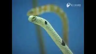 チンアナゴ（ニシキアナゴもいるよ） - Garden eels eat bait