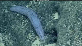 Holothurian  @ Jarvis Island