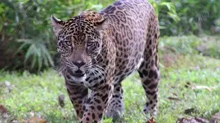 Orphaned Jaguar Gets an Amazing 3rd Birthday Party at the Palm Beach Zoo | Southern Living