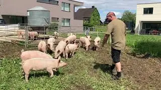 KAGfreiland - die Nutztierschutz-Organisation