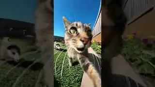 Cat Holds Camera While Escaping 50+ Goofy Opossums! 😂📸 #funnycat #ai #cat