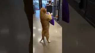 Cat Standing Up Walks Out of Pet Store With Bag of Food! #cat #kitten #funny #animals