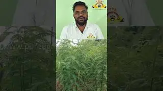 அகத்தி பயிர் அறுவடை / Agathi Crop Harvest Stage #natural #tree #agroproducts #organic #shorts