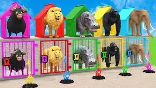 Animals cartoon video hun lion cow pig chicken elephant tiger bhallo jojo animals cartoon video game