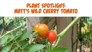 Matt's Wild Cherry Tomatoes: a Must-Grow Variety! 🍅 #plantspotlight