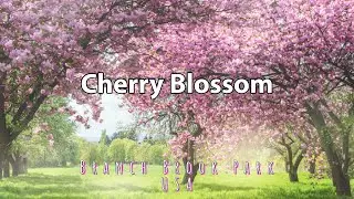 Cherry Blossom,Branch Brook Park |Sakura | New Jersey, USA, Walking tour