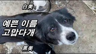 보더콜리 보리/콜리 아가들 이름 백미/흑미라고 지어줬어요! #시골강아지