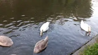 Feeding Baby Swans in Coventry