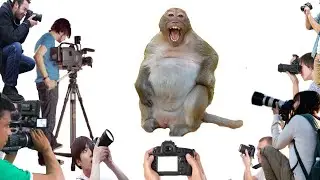 Sweet Pea Monkey being disrespected by VO&rsquo;s