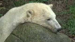 Tři lední medvědice v  ZOO Brno. Cora má kamošky.