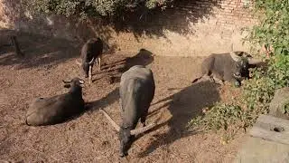 A to Z Animal in Central Zoo Nepal