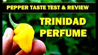 TRINIDAD PERFUME - PEPPER TASTE TEST & REVIEW