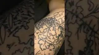 hedgehog healing process