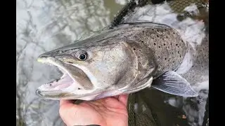 Fishing for Hucho - in search of the elusive Danube salmon