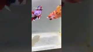 90's Kids Favourite Fish 🐟🐠 Nemo Candy Fighter Fish 😱🐠 #shorts