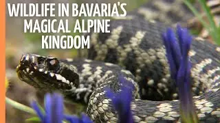 The amazing Beauty of Wildlife in Bavaria's magical Alpine Kingdom | Full Documentary