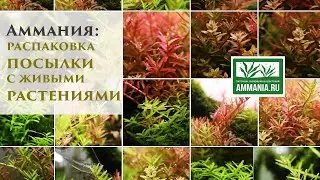 Распаковка посылки с живыми растениями. Роталы! Марсилия. Аммания.ру