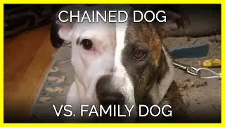 A Lifetime Alone: Chained Dog vs. Family Dog