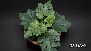 Yellow Zucchini Time lapse   77 DAYS | Boxlapse 