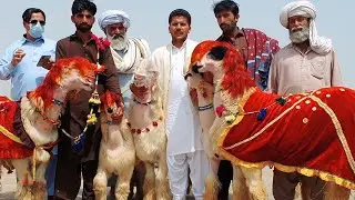 mahange janwar  saste janwar  Har kisam Ke janwar 2 January 2022  janvaron ka form