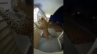 When a Leopard Thinks It&rsquo;s the Boss&hellip; Until the Door Opens #funny #cat #shorts
