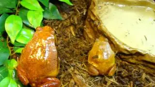 Tomato frog care