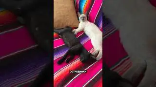 Котобеспредел какой-то!!