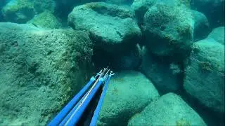 Spearfishing Multi Shots